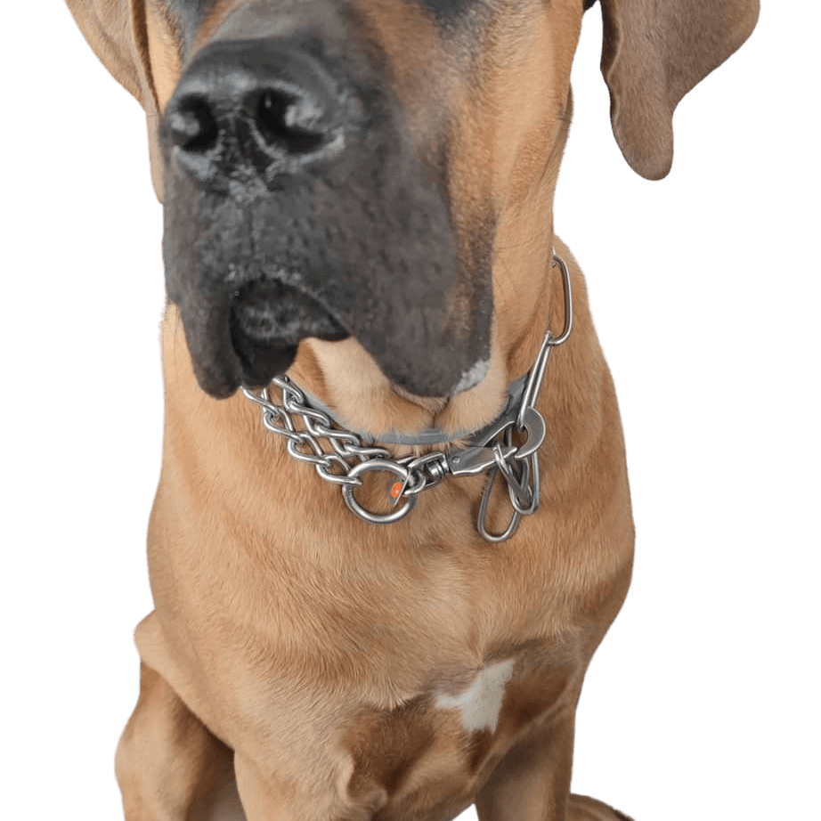 Hund,Hunderasse,Halsband,Fleischfresser,Leber,Fawn,Begleithund,Schnurrhaare,Hundehalsband,Arbeitstier,