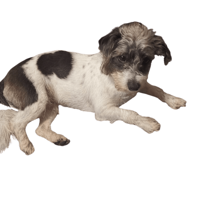 Hund,Hunderasse,Fleischfresser,Arbeitstier,Kitz,Begleithund,Leber,Landtier,Schnauze,Schwanz,