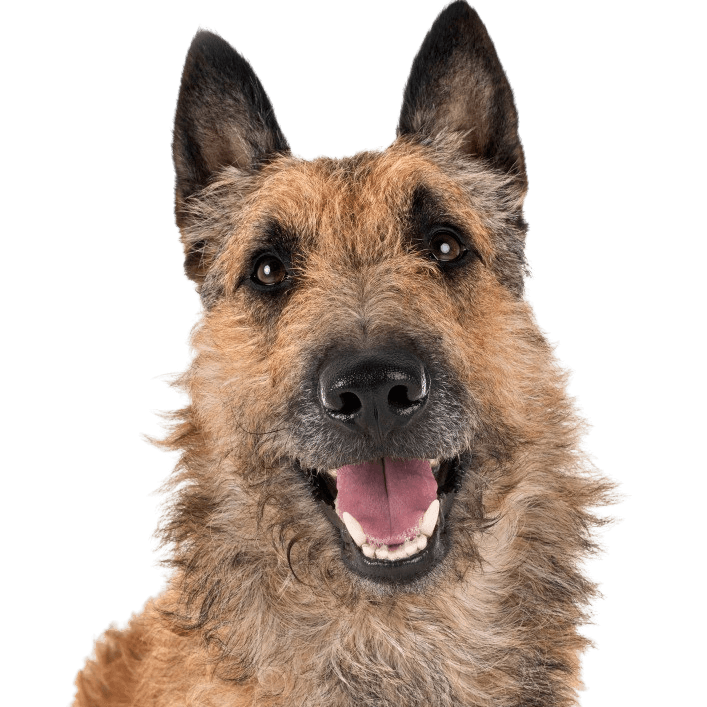 Laekenois, portré, kutyafajta Belgiumból, belga juhászkutya, drótszőrű kutya, durva szőrű juhászkutya, nagy kutyafajta, szúrós fülű kutya, a juhászkutya mind a négy változata