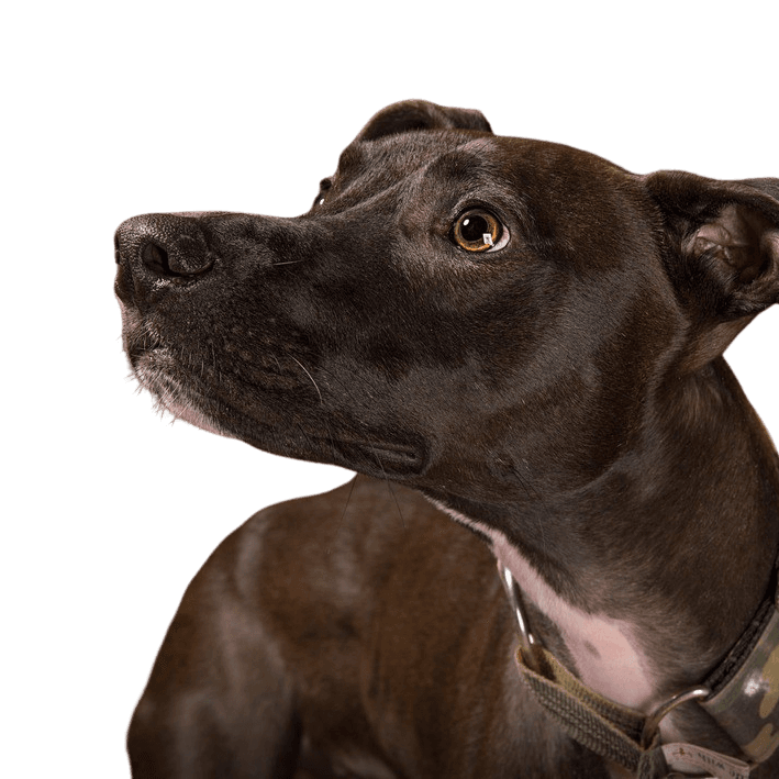 Lurcher kutya a cigányok kutyája Írországból, ír kutyafajta, nagy kutyafajta, agár, hibrid fajta, agár keverék, sima szőrű, fekete kutya, szúrós fülű vagy billenő fülű és nagyon nagy, óriás kutyafajta, versenykutya, vadászkutya keverék.