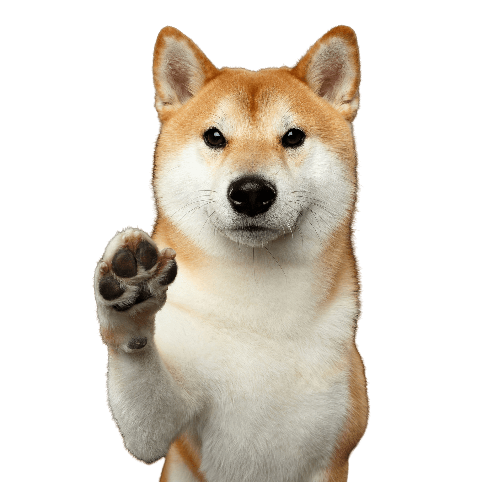 Shiba Inu Kutya, emlős, gerinces, Canidae, Shiba Inu, gyönyörű kis kutya, japán kutyafajta, fehér barna kutya, szúrós fülű, vastag szőrzetű, középhosszú szőrzet, göndör farok, makacs kutyafajta, nehezen idomítható kutyafajta, Thomas kedvenc fajtája.