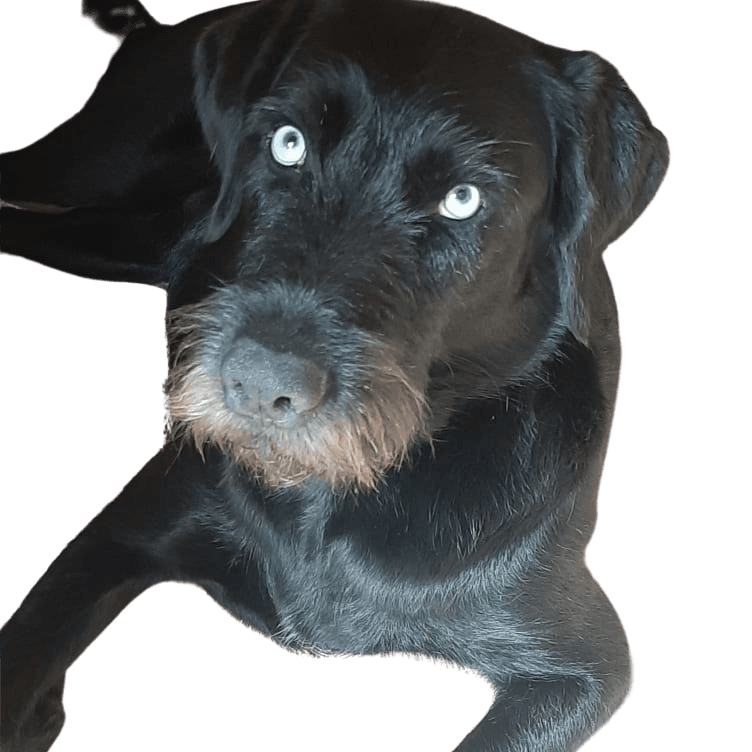 Hund,Auge,Fleischfresser,Hunderasse,Arbeitstier,Begleithund,Schnurrhaare,Schnauze,Sportliche Gruppe,Leber,