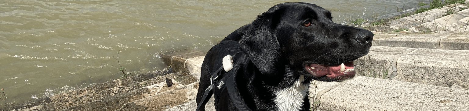 Tractive GPS Tracker GPS tracking for dogs, Beagador Loki, Danube in Budapest swimming with dog, Tractive experience report