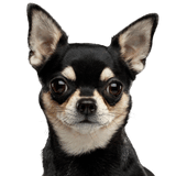 Hund, Säugetier, Wirbeltier, Canidae, Hunderasse, schwarzer Chihuahua mit Stehohren, Kurhaar Chihuahua, schwarz brauner Hund unter 5kg, Fleischfresser, Schnauze, Begleithund,