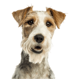 Foxterrier Rassebeschreibung