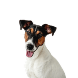 Glatthaar Foxterrier Rassebeschreibung Glatthaar Foxterrier Rassebeschreibung, mittelgroßer Hund mit langer Schnauze, Hund mit Kippohren, Familienhund, Wachhund, Jagdhund, aktive Hunderasse für Familien, sportlicher Hund aus Großbrittanien, englische Hunderasse mit glattem Fell, dreifärbig