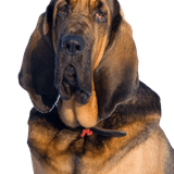 Hubertushund Rassebeschreibung Hubertushund, St.Hubert Hund, Bluthund, Bloodhound, brauner Hund mit vielen Falten