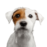 Hund, Säugetier, Wirbeltier, Hunderasse, Canidae, Russell Terrier, Begleithund, Fleischfresser, Parson Russell Terrier Rauhaar, Welpe, kleiner weißer Hund mit braunem Auge