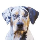 Louisana Catahoula Dog Profilbild Rassebeschreibung des Merle farbenen Hundes