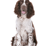 Springer Spaniel Rassebeschreibung