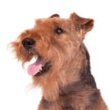 Welsh Terrier Rassebeschreibung, Temperament und Charakter des Terriers aus Wales, Hunderasse aus England, Hund aus Wales, brauner Hund ähnlich Foxterrier