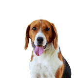 American Foxhound breed description, dog similar to Beagle