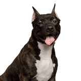 American Steffordshire Terrier with prick ears Dog,Mammal,Vertebrate,Dog breed,Canidae,Carnivore,American staffordshire terrier,American pit bull terrier,Bull and terrier,Snout,