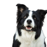 Border Collie breed description