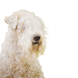 Breed description Irish Soft Coated Wheaten Terrier