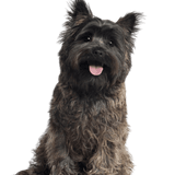Cairn Terrier Profile Picture Dog