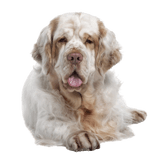 Clumber Spaniel breed description and temperament Clumber Spaniel breed description, massive dog, hunting dog from Great Britain, English dog breed, retriever dog, white dog, spaniel breed