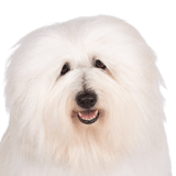 Coton de Tulear breed description Coton de Tulear white, dog similar to Bolognese and Havanese, dog also called cotton dog, allergy dog, dog breed for allergic people, allergy to dog hair can be eliminated with this breed, dog similar to Bichon Frise, white small dog breed for beginners, dog for children, children dog breed, family dog, dog combed for a dog show, smoothed coat on dog, breed description and character,