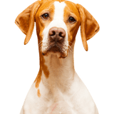 English Pointer breed description and temperament