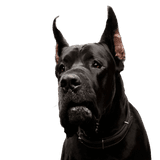 Great Dane cutout Dog,Mammal,Vertebrate,Canidae,Dog breed,Guard dog,Carnivore,Great dane,Cane corso,Snout,