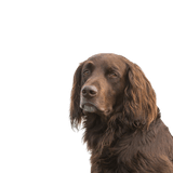 German Longhair Pointer, breed description of a German Longhair brown