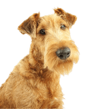 Irish Terrier breed description