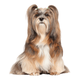 Lhasa Apso breed description, dog with very long coat and small body size