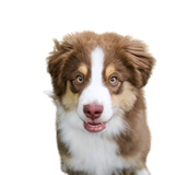 Miniature Australian american Shepherd Breed description brown white dog, merle dog breed, dog breed that have merle color, dog breed american shepherd, mini aussie, miniature australian shepherd, australian shepherd dog small, small australian shepherd dog, shepherd dog, family dog, miniature american shepherd brown white, dog with tilt ears, triangle ears, long coat, beautiful dog breed, blue eyes in dog, tricolor dog breed