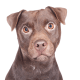 Patterdale Terrier Temperament Breed Description, Brown Medium Dog
