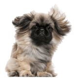 Pekinese breed description