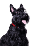 Scottish Terrier Profile Scottish Terrier black, small dog with black coat, dog with long coat, black dog breed, prick ears, dog with moustache, city dog, dog breed for beginners