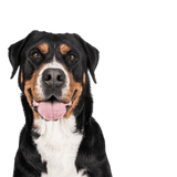 Large Swiss Mountain Dog, farm dog, family dog, large dog breed with triangular ears, dog with three colors, dog similar to Doberman but not a list dog, largest dog in the world, heavy dog breed, dog breed over 50 kg, mountain dog, dog breed from Switzerland