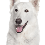 Swiss Shepherd Dog Breed Description Swiss white shepherd dog breed description