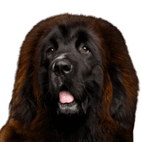 Dog,Mammal,Vertebrate,Dog breed,Canidae,Giant dog breed,Newfoundland,Carnivore,Leonberger,Sporting Group,