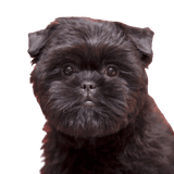 Temperamento del Affenpinscher