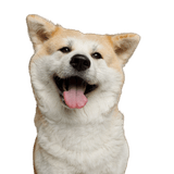 Akita Inu Perro, mamífero, vertebrado, Canidae, raza de perro, carnívoro, Akita, Akita inu se confunde a menudo con un Shiba Inu, perro grande y blanco con orejas puntiagudas, raza de perro japonés, pelaje largo