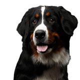 El perro de Bernashen Perro, mamífero, vertebrado, raza de perro, Canidae, perro de montaña de Berna, carnívoro, perro de montaña de la Gran Suiza, perro de montaña de Appenzeller, raza de perro gigante
