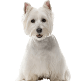 Descripción del carácter del West Highland White Terrier y más, pequeño perro blanco con STehohren de Escocia
