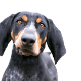 Descripción de la raza Bluetick Coonhound