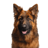 Berger allemand à poils longs Chien, Vieux Berger allemand, Mammifère, Vertébré, Race de chien, Canidae, Berger allemand, Berger du roi, Carnivore, Berger de Bohème à poils longs, Grand chien brun aux oreilles dressées