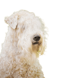 Description de la race Irish Soft Coated Wheaten Terrier