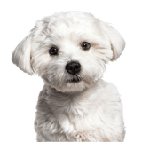 Description de la race du Bichon maltais, petit chien blanc au pelage légèrement frisé