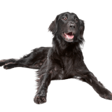 Flatcoated Retriever Noir Description de la race