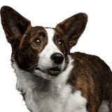 Chien, mammifère, vertébré, race de chien, Canidae, Welsh corgi, carnivore, Welsh cardigan corgi, Welsh pembroke corgi, museau, corgie en brun blanc, grandes oreilles, petit chien brun blanc