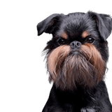 Mind of the Griffon Bruxellois, Griffon de Bruxelles, chien de ville, Mind of the Griffon, chien pour seniors, chien adapté à la ville, petit chien de race noir et feu