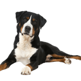 Profil du chien de montagne d'Appenzeller Profil du chien de montagne d'Appenzeller