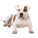 Description de la race du Bulldog américain