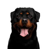 Rottweiler Chien, mammifère, vertébré, Canidae, race de chien, Rottweiler, carnivore, museau, molosse, chien de travail, grand chien noir, chien de combat, chien de liste