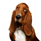 basset hound Kutya, emlős, gerinces, Canidae, Basset Hound hasonlít a Beagle-re, kutyafajta nagyon hosszú lógó fülekkel, ragadozó, Basset Artésien Normand felsőtest, svájci kopó, pofa, kis barna kutya, vadászkutya.