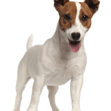 Jack Russell Terrier fajtaleírás Jack Russell Terrier fajtaleírás